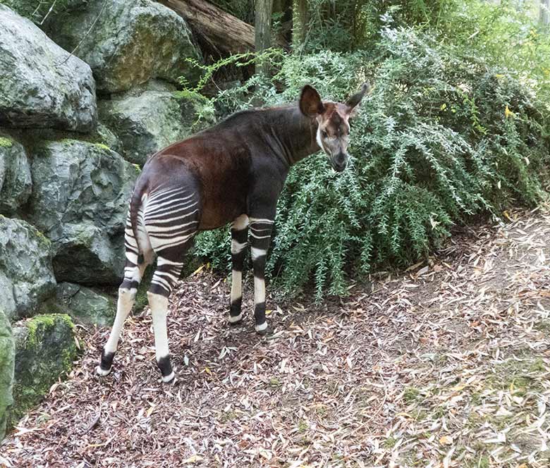 Okapi-Jungbulle THABO am 25. September 2019 auf der Außenanlage im Wuppertaler Zoo