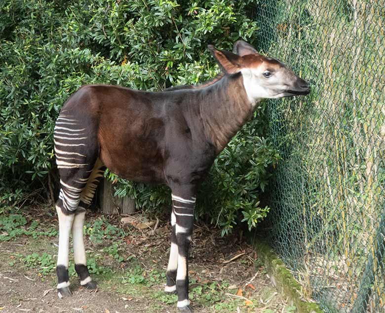 Männliches Okapi-Jungtier THABO am 25. September 2019 auf der Außenanlage im Zoologischen Garten der Stadt Wuppertal