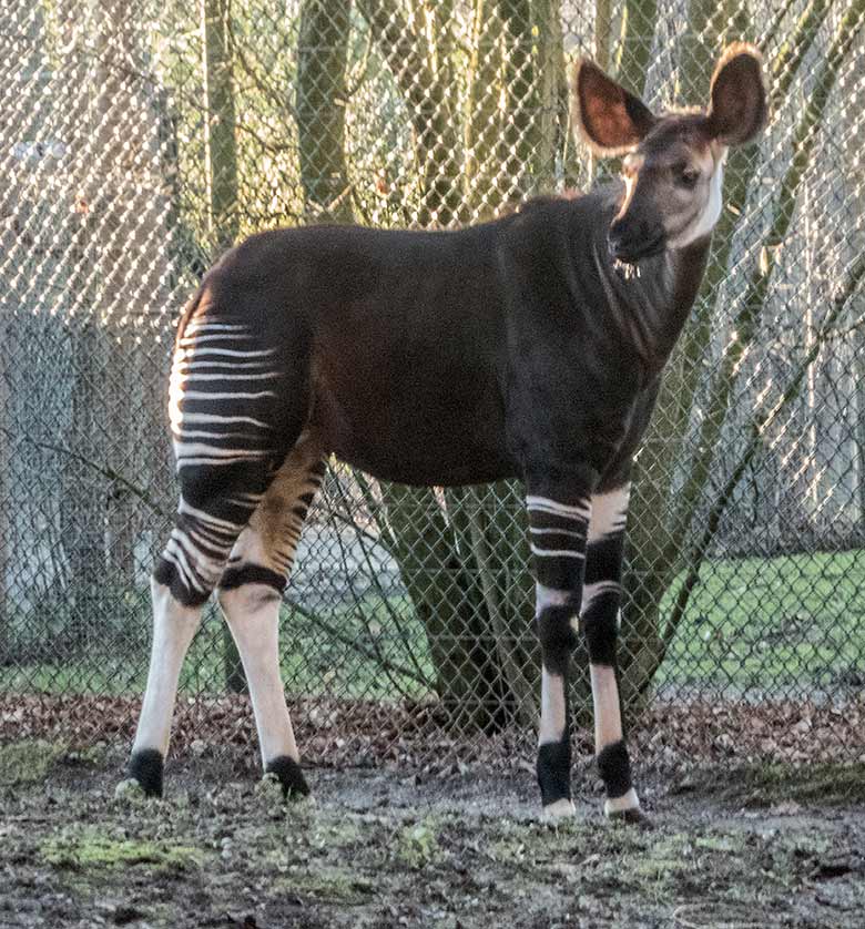 Okapi-Jungtier THABO am 6. Januar 2020 auf der Außenanlage am Okapi-Haus im Zoologischen Garten der Stadt Wuppertal