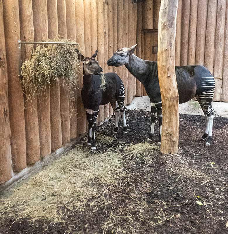 Okapi-Jungtier THABO und Okapi-Mutter LOMELA am 9. Januar 2020 im Okapi-Haus im Zoo Wuppertal