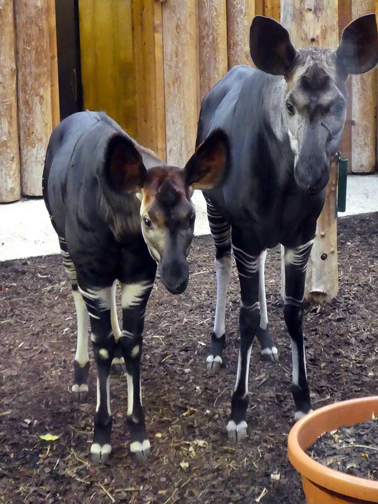 Okapi-Jungtier THABO mit Okapi-Mutter LOMELA am 10. Januar 2020 im Okapi-Haus im Zoologischen Garten Wuppertal