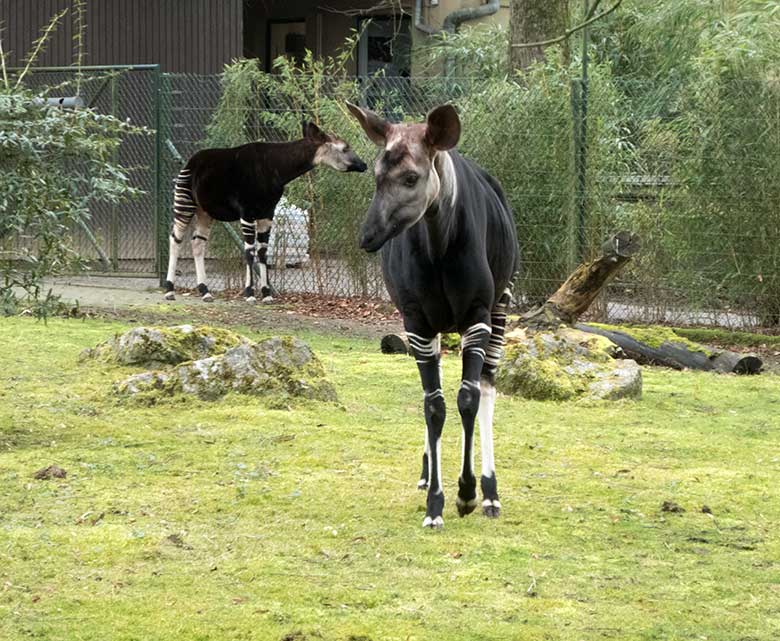 Okapi-Bulle DETO (hinten) und Okapi-Kuh LOMELA (vorn) am 17. Februar 2020 auf der Außenanlage im Grünen Zoo Wuppertal
