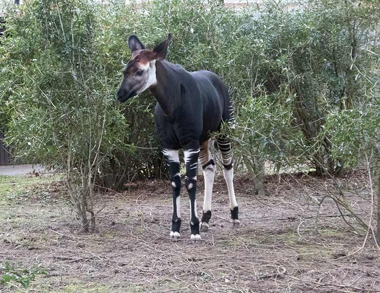 Okapi-Jungtier THABO am 17. Februar 2020 auf der Außenanlage im Zoologischen Garten Wuppertal