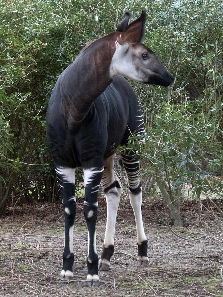 Okapi-Jungtier THABO am 17. Februar 2020 auf der Außenanlage im Grünen Zoo Wuppertal