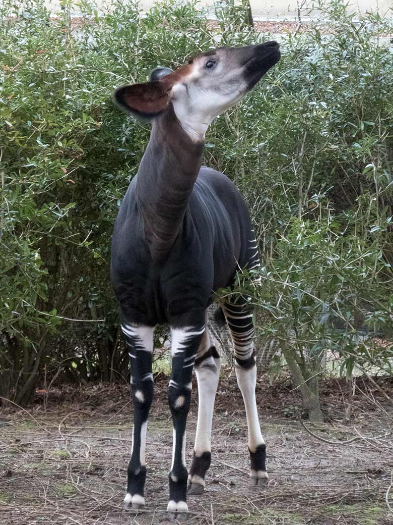 Okapi-Jungtier THABO am 17. Februar 2020 auf der Außenanlage im Zoo Wuppertal