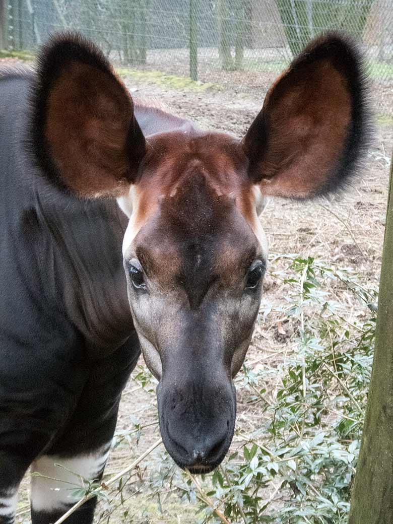 Okapi-Jungtier THABO am 17. Februar 2020 auf der Außenanlage im Wuppertaler Zoo