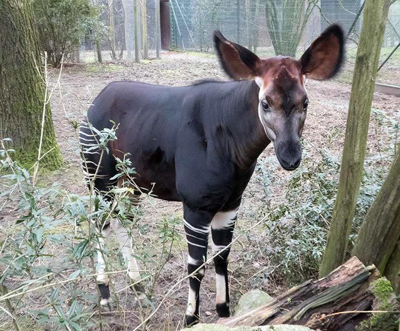 Okapi-Jungtier THABO am 17. Februar 2020 auf der Außenanlage im Zoologischen Garten der Stadt Wuppertal