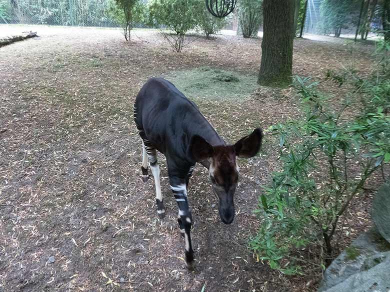 Okapi-Jungtier Thabo am 10. Juni 2020 auf der Außenanlage im Grünen Zoo Wuppertal