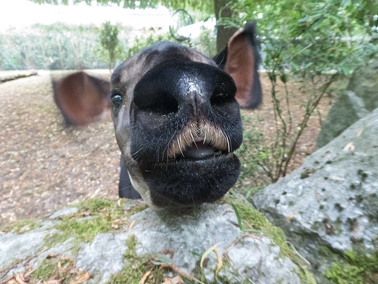 Okapi-Jungtier Thabo am 10. Juni 2020 auf der Außenanlage im Zoologischen Garten Wuppertal