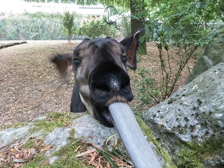 Okapi-Jungtier Thabo am 10. Juni 2020 mit herausgestreckter Zunge auf der Außenanlage im Wuppertaler Zoo