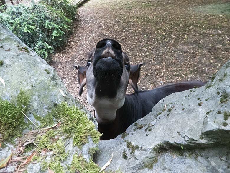 Okapi-Jungtier Thabo am 10. Juni 2020 auf der Außenanlage im Grünen Zoo Wuppertal