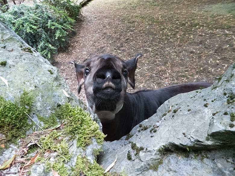 Okapi-Jungtier Thabo am 10. Juni 2020 auf der Außenanlage im Zoologischen Garten der Stadt Wuppertal