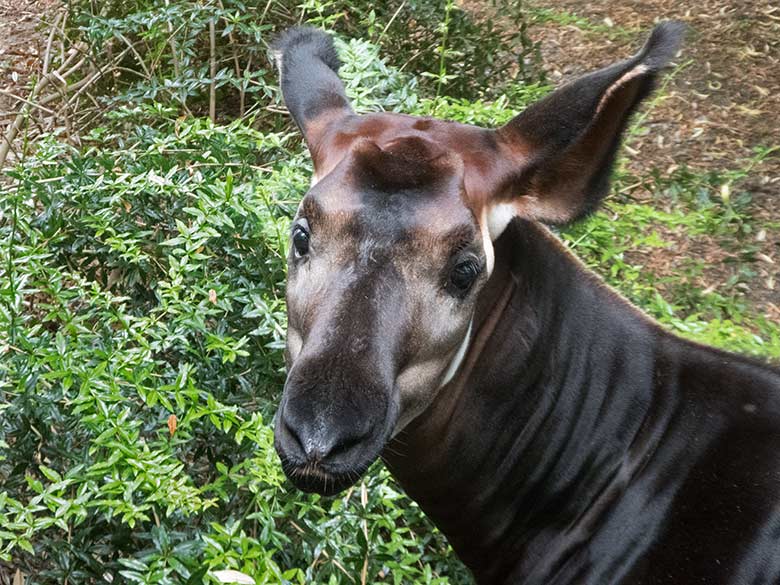Okapi-Jungtier Thabo am 10. Juni 2020 auf der Außenanlage im Wuppertaler Zoo