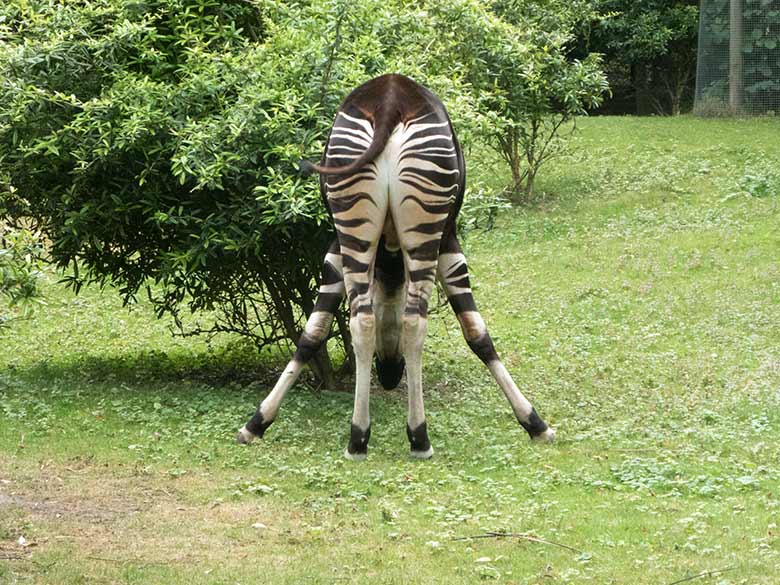 Okapi-Bulle DETO am 14. Juni 2020 in typischer Giraffen-Stellung auf der Außenanlage im Grünen Zoo Wuppertal