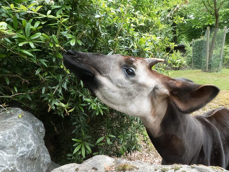 Okapi-Bulle DETO am 14. Juni 2020 auf der Außenanlage im Grünen Zoo Wuppertal