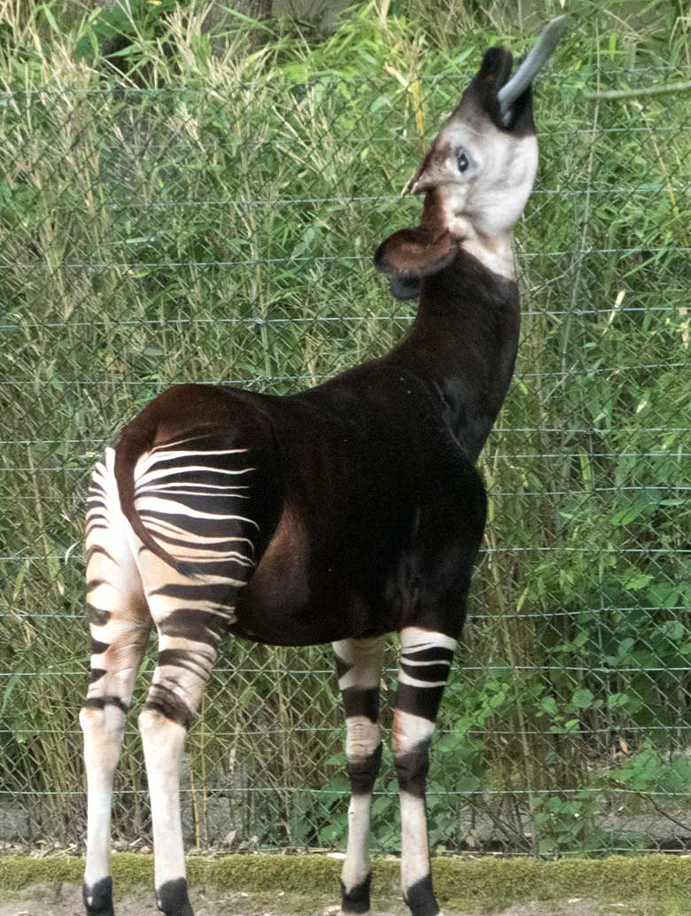 Okapi-Bulle DETO mit giraffentypisch langer Zunge am 14. Juni 2020 auf der Außenanlage im Zoologischen Garten Wuppertal