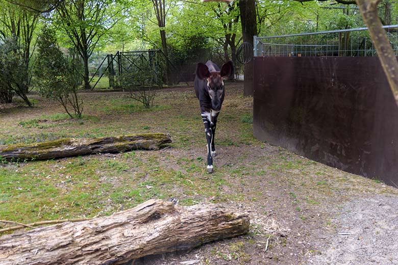 Männliches Okapi-Jungtier THABO am 3. Mai 2021 auf der Außenanlage am Okapi-Haus im Grünen Zoo Wuppertal