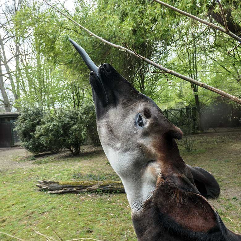 Männliches Okapi-Jungtier THABO am 3. Mai 2021 auf der Außenanlage am Okapi-Haus im Zoologischen Garten Wuppertal