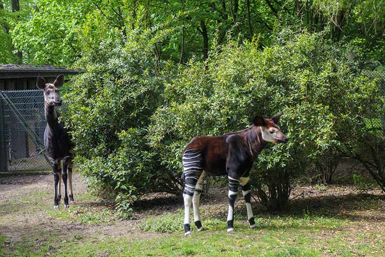 Okapi-Kuh LOMELA und Okapi-Jungtier NIARA am 21. Mai 2021 in der Außenanlage am Okapi-Haus im Grünen Zoo Wuppertal