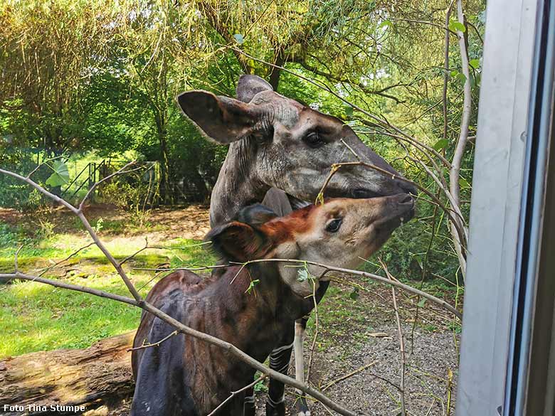 Okapi-Jungtier NIARA mit seiner Okapi-Mutter LOMELA am 7. August 2021 im Zoologischen Garten Wuppertal (Foto Tina Stumpe)