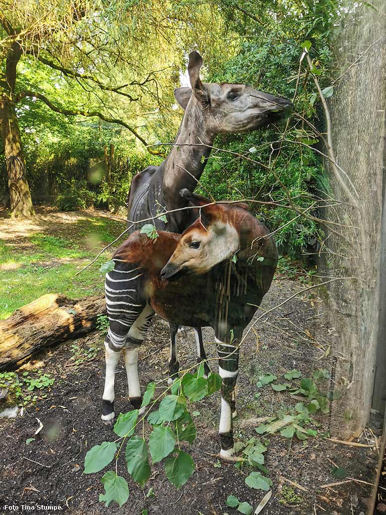 Okapi-Jungtier NIARA mit seiner Okapi-Mutter LOMELA am 7. August 2021 im Zoo Wuppertal (Foto Tina Stumpe)