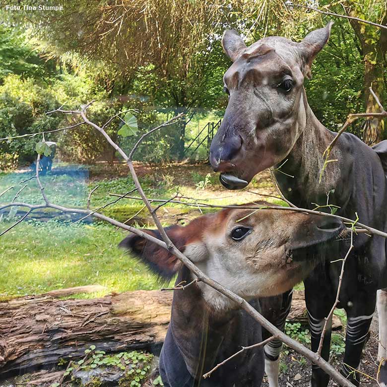 Okapi-Jungtier NIARA mit seiner Okapi-Mutter LOMELA am 7. August 2021 im Wuppertaler Zoo (Foto Tina Stumpe)