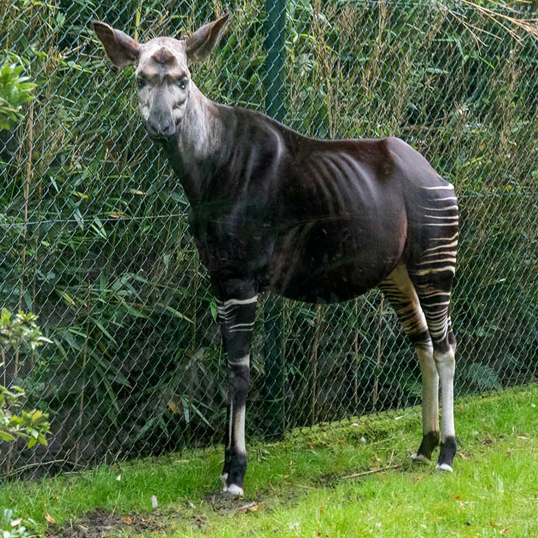 Okapi-Kuh LOMELA am 27. August 2021 auf der kleineren Außenanlage am Okapi-Hauses im Wuppertaler Zoo