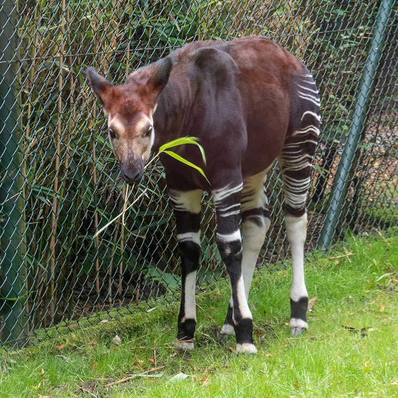 Weibliches Okapi-Jungtier NIARA am 27. August 2021 auf der kleineren Außenanlage am Okapi-Hauses im Zoologischen Garten der Stadt Wuppertal