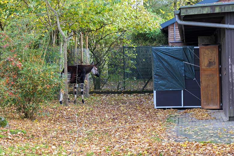 Männliches Okapi-Jungtier THABO am 1. November 2021 auf der größeren Außenanlage am Okapi-Haus im Grünen Zoo Wuppertal