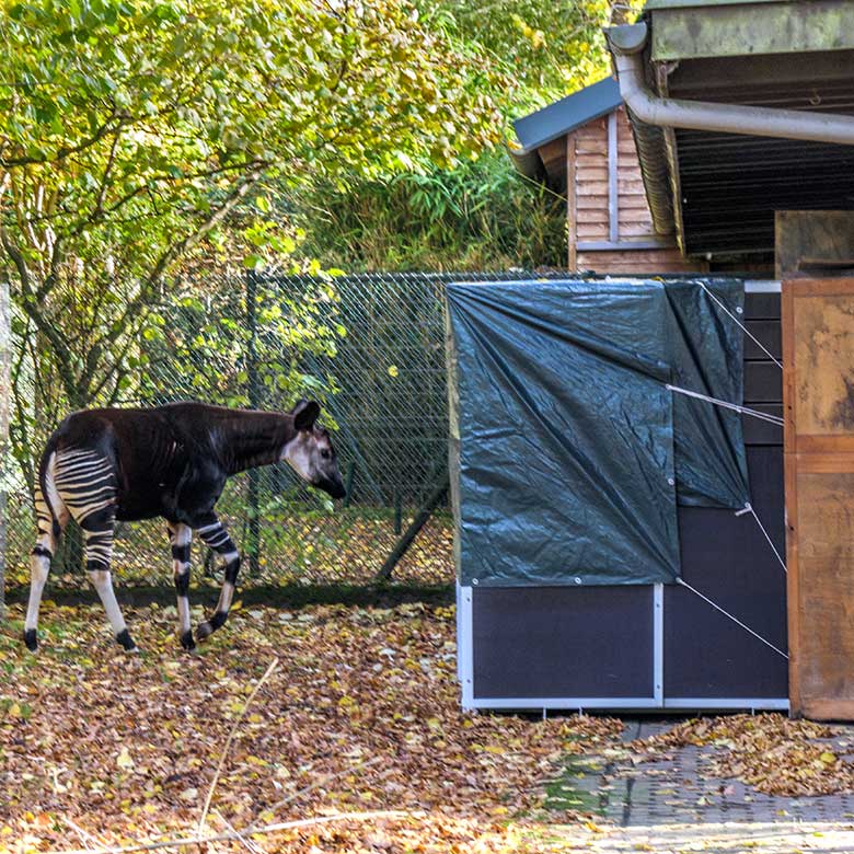 Männliches Okapi-Jungtier THABO am 1. November 2021 auf der größeren Außenanlage vor der Transport-Kiste am Okapi-Haus im Zoo Wuppertal