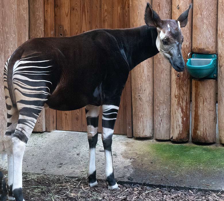 Okapi-Bulle DETO am 2. November 2021 im Innengehege des Okapi-Hauses im Zoologischen Garten Wuppertal