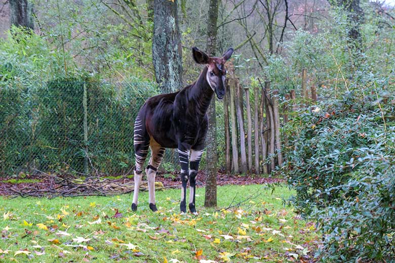 Männliches Okapi-Jungtier THABO am 1. Dezember 2021 auf der größeren Außenanlage am Okapi-Haus im Grünen Zoo Wuppertal