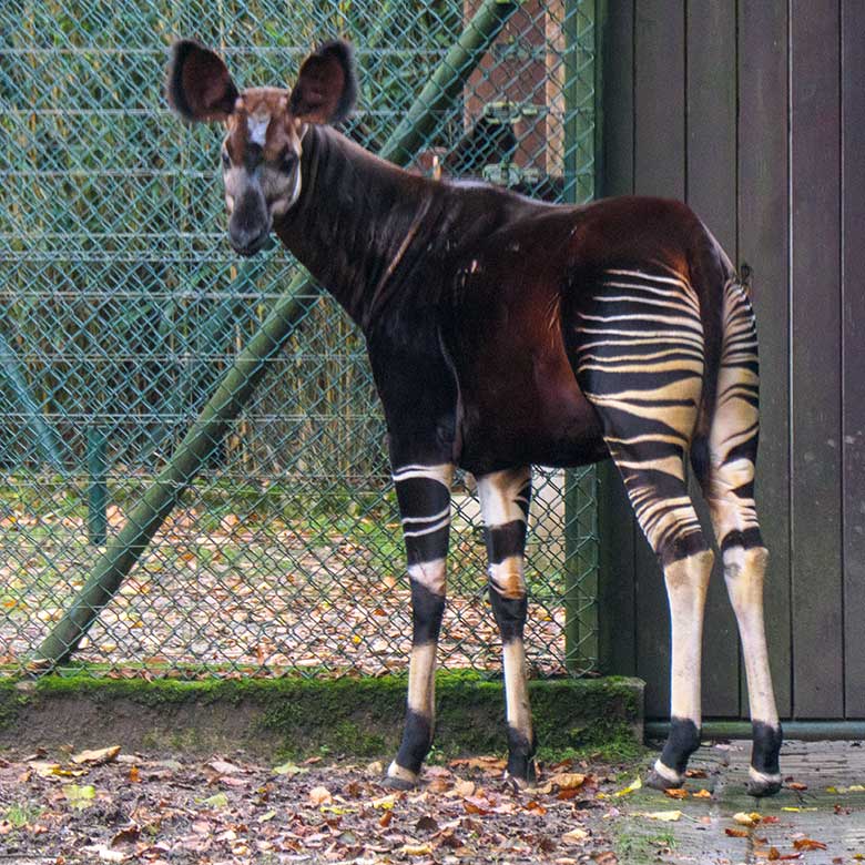 Männliches Okapi-Jungtier THABO am 3. Dezember 2021 auf der größeren Außenanlage am Okapi-Haus im Grünen Zoo Wuppertal