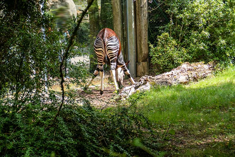 Weibliches Okapi-Jungtier NIARA am 14. Juli 2022 mit einer für Giraffen typischen Bein-Stellung auf der kleineren Außenanlage am Okapi-Haus im Wuppertaler Zoo