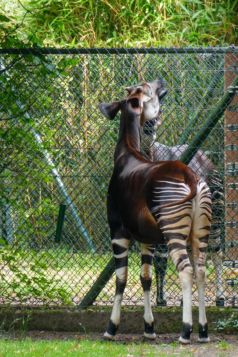 Okapi-Bulle DETO und Okapi-Kuh LOMELA (hinten) am 2. August 2022 am Zaun zwischen den beiden Außenanlagen am Okapi-Haus im Zoo Wuppertal