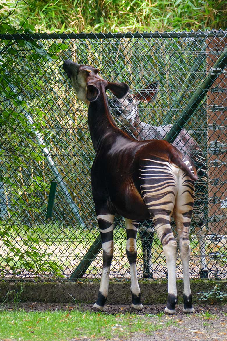 Okapi-Bulle DETO und Okapi-Kuh LOMELA (hinten) am 2. August 2022 am Zaun zwischen den beiden Außenanlagen am Okapi-Haus im Grünen Zoo Wuppertal