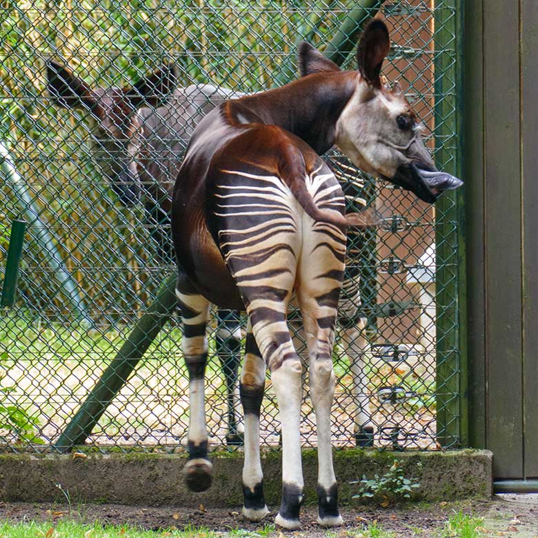 Okapi-Bulle DETO und Okapi-Kuh LOMELA (hinten) am 2. August 2022 am Zaun zwischen den beiden Außenanlagen am Okapi-Haus im Zoologischen Garten Wuppertal