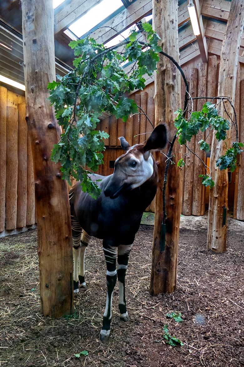 Weibliches Okapi-Jungtier NIARA am 3. August 2022 im Okapi-Haus im Wuppertaler Zoo