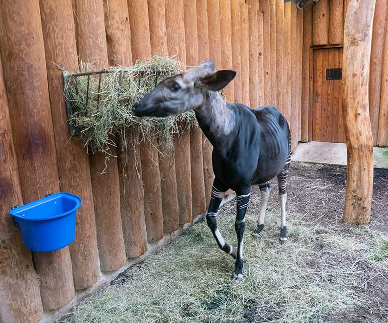 Okapi-Kuh LOMELA am 21. August 2022 im Okapi-Haus im Grünen Zoo Wuppertal