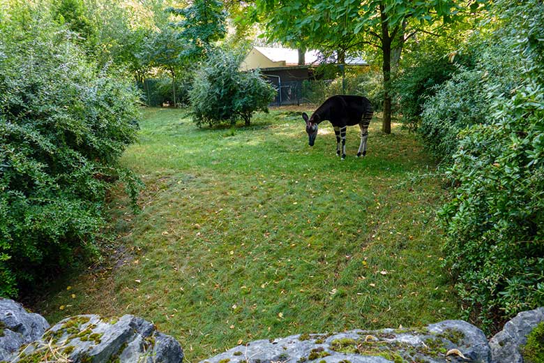 Okapi-Bulle DETO am 4. September 2022 auf der größeren Außenanlage am Okapi-Haus im Grünen Zoo Wuppertal