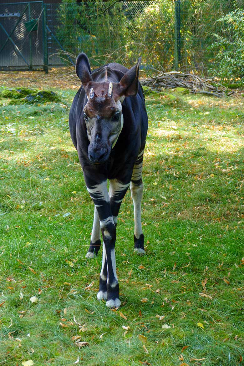 Okapi-Bulle DETO am 4. September 2022 auf der größeren Außenanlage am Okapi-Haus im Zoologischen Garten Wuppertal