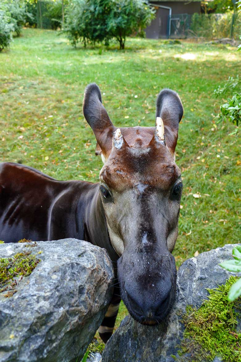 Okapi-Bulle DETO am 4. September 2022 auf der größeren Außenanlage am Okapi-Haus im Wuppertaler Zoo