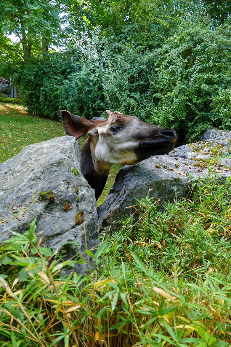 Okapi-Bulle DETO am 4. September 2022 auf der größeren Außenanlage am Okapi-Haus im Grünen Zoo Wuppertal