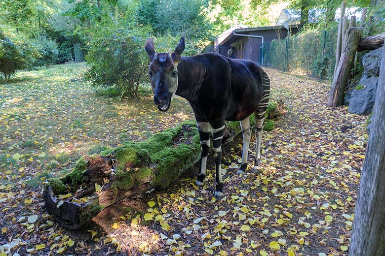Okapi-Bulle DETO am 6. September 2022 auf der größeren Außenanlage am Okapi-Haus im Grünen Zoo Wuppertal