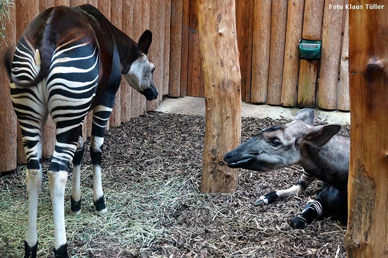 Weibliches Okapi-Jungtier NIARA und Okapi-Kuh LOMELA (liegend) am 6. November 2022 im Okapi-Haus im Grünen Zoo Wuppertal (Foto Klaus Tüller)