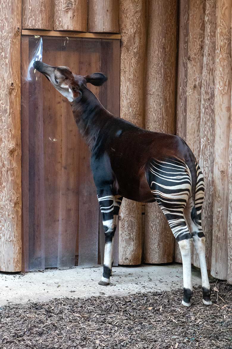 Weibliches Okapi-Jungtier NIARA am 4. März 2023 im Okapi-Haus im Grünen Zoo Wuppertal