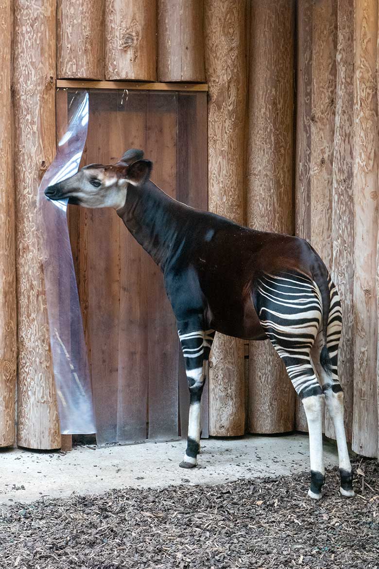 Weibliches Okapi-Jungtier NIARA am 4. März 2023 im Okapi-Haus im Zoologischen Garten Wuppertal