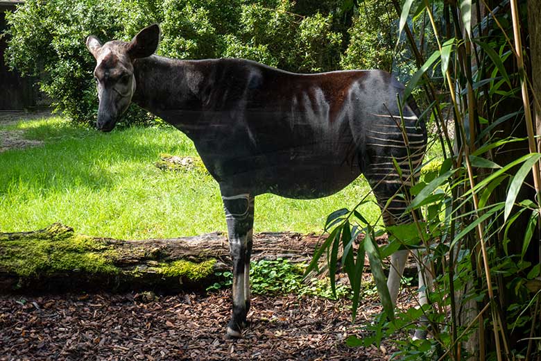 Okapi-Kuh LOMELA am 3. September 2033 hinter der Glasscheibe der kleineren Okapi-Außenanlage im Grünen Zoo Wuppertal