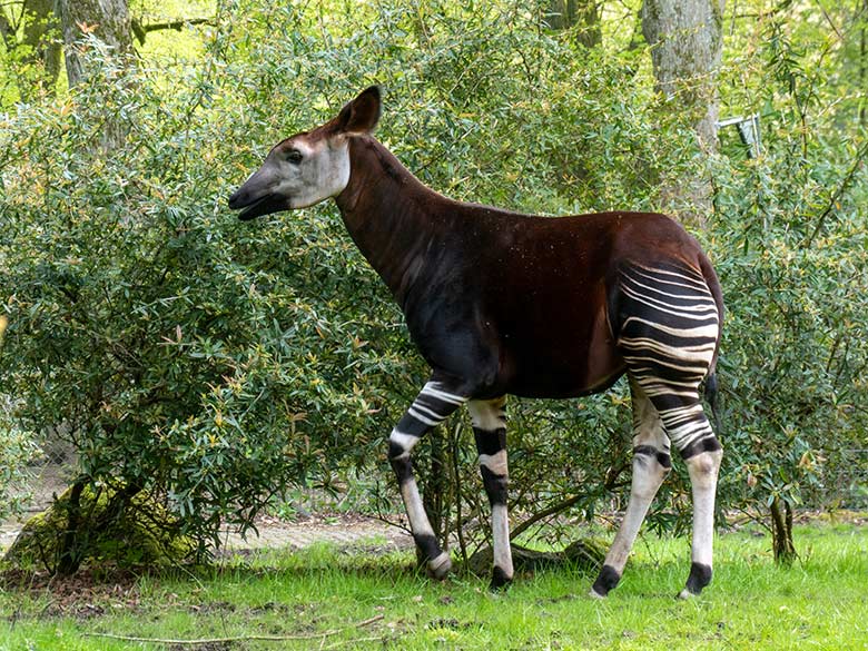 Weibliches Okapi-Jungtier NIARA am 27. April 2024 auf der größeren Okapi-Außenanlage im Zoologischen Garten Wuppertal