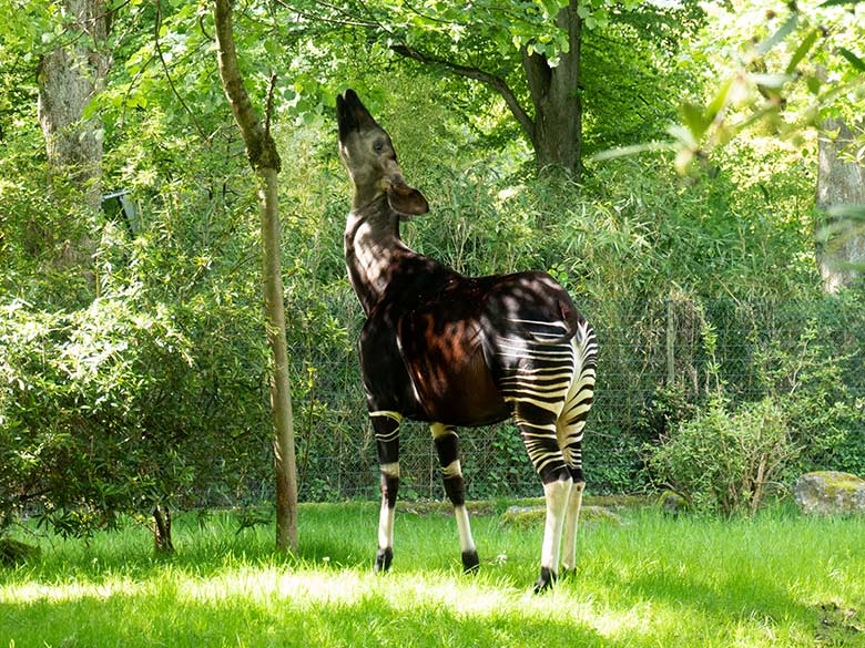 Hochträchtige Okapi-Kuh LOMELA am 16. Mai 2024 auf der größeren Okapi-Außenanlage im Grünen Zoo Wuppertal